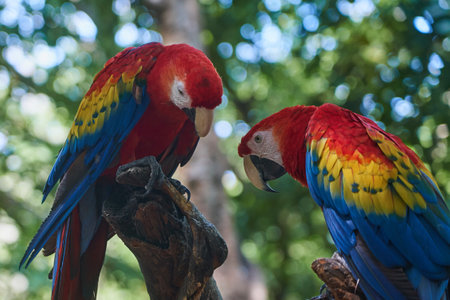 Scarlet macaw a pare of a colorful parrots in the tropicsの写真素材