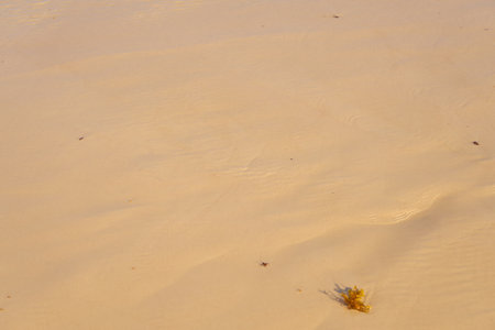 Sand in the desert with a pattern from the wind as a backgroundの写真素材