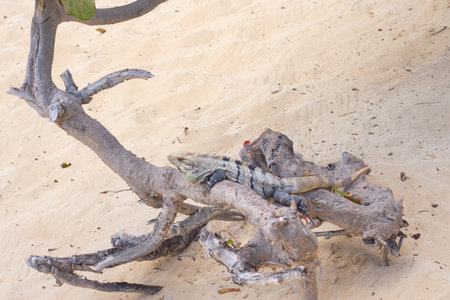 Iguana on the background of dry tree in the sunの写真素材