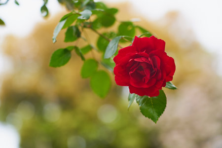A red rose on a branch with a blurred backgroundの写真素材