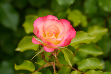 A pink rose on a branch with a blurred backgroundの写真素材