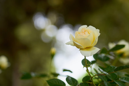 A white rose on a branch with a blurred backgroundの写真素材