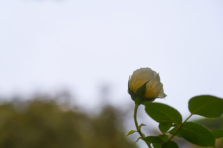 A white rose on a branch with a blurred backgroundの写真素材
