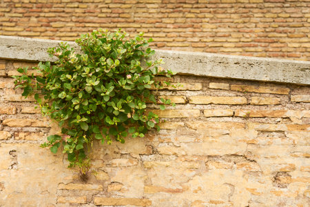 A green bush sprouted in an old brick wallの写真素材