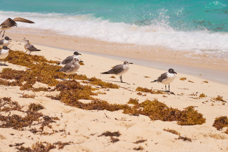 Seagulls on the shores of the Caribbean Sea in Mexicoの写真素材