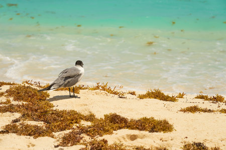 Seagull on the shores of the Caribbean Sea in Mexicoの写真素材