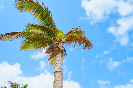 A tropical palm tree with coconuts in the sun with a blue sky in the backgroundの写真素材