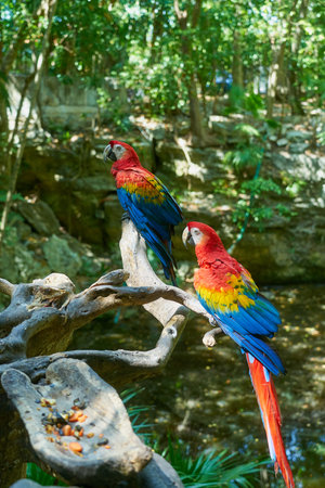 Scarlet macaw a pare of a colorful parrots in the tropicsの写真素材