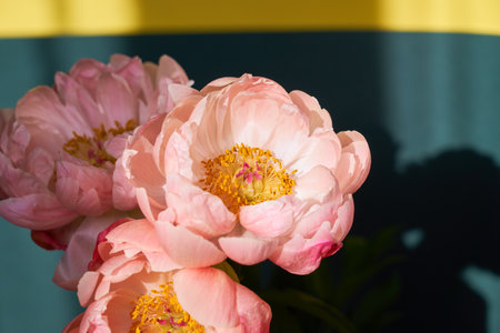 Blossoming pink peonies up close on a blurred background.の写真素材