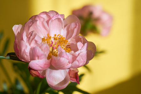 A huge blossoming pink peony against the background of a yellow wall.の写真素材