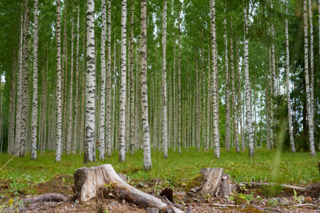 Birchgrove as a natural backgroundの写真素材