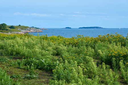 Seashore with grass and flowers as a background.の写真素材