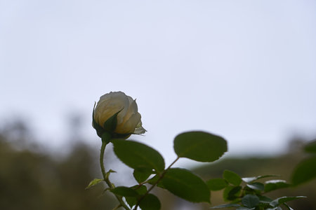 A white rose on a branch with a blurred background.の写真素材