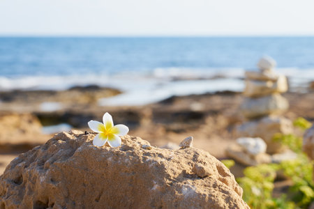 Plumeria flower on a stone with a blurred sea in the backgroundの写真素材