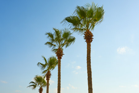 Palm trees against a clear blue skyの写真素材
