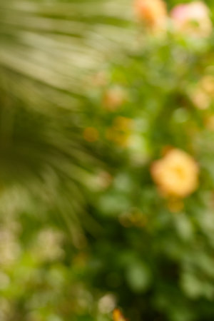 Blurred plant and flowers in a garden as a background.の写真素材
