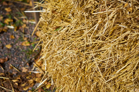 Dry straw on the ground as a background.