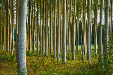 Trees in forest as a natural backgroundの写真素材