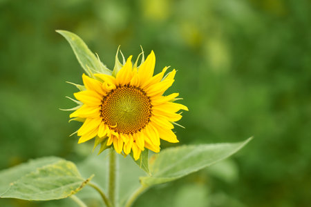 Orange sunflower with blurred backgroundの写真素材