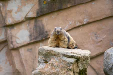 Groundhog or marmot on a rock with a rock in the backgroundの写真素材