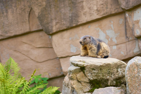 Groundhog or marmot on a rock with a rock in the backgroundの写真素材