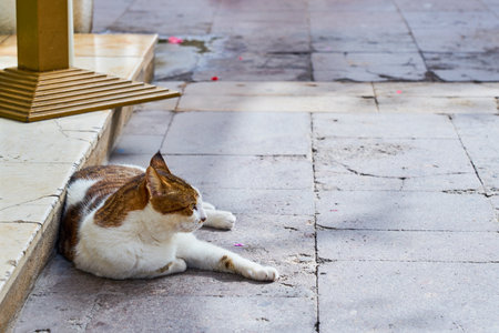 A red and white cat rests in the shade.の写真素材