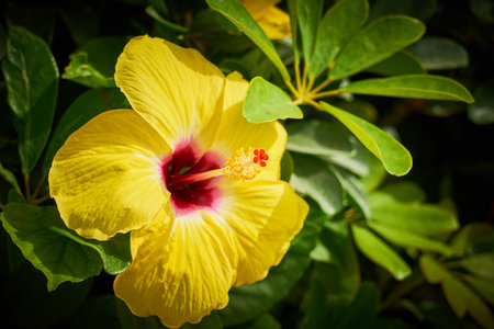 Yellow hibiscus on a bush.の写真素材