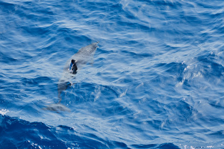 Dolphin in the sea as a background.の写真素材