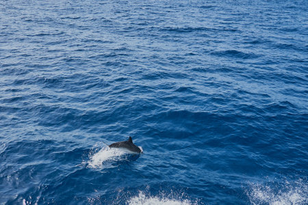 Dolphin in the sea as a background.の写真素材