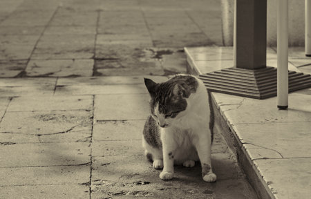 A red and white cat rests in the shadeの写真素材