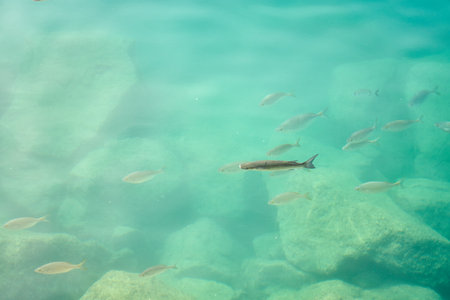 Tropical fish in sea water as backgroundの写真素材
