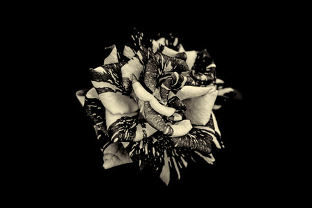 Rose in black and white with dark background.の写真素材