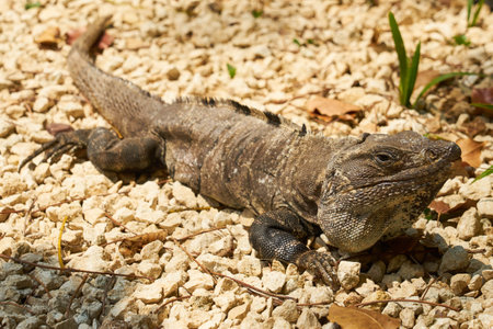 Close-up of an iguana in sunlightの写真素材