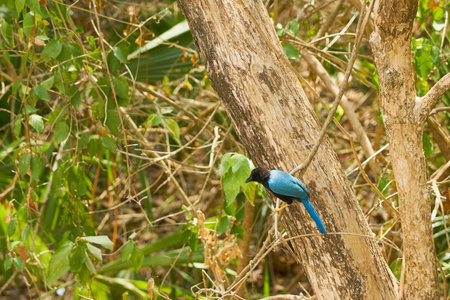 A blue tropical bird on the tree.の写真素材