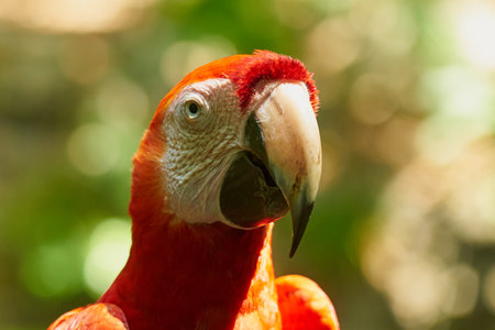Parrot close-up with blurred background.の写真素材