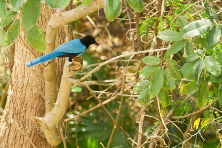 A blue tropical bird on the tree.の写真素材