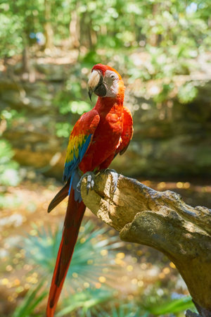 Parrot close-up with blurred background.の写真素材
