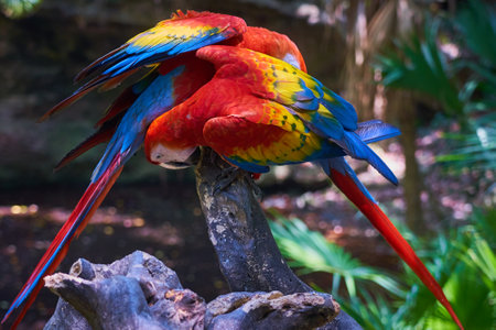 Parrots close-up with blurred backgroundの写真素材