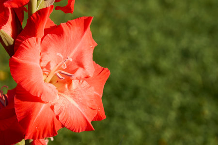 Red gladiolus with a blurred backgroundの写真素材