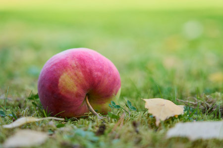 A ripe apple on the grass up close.の写真素材