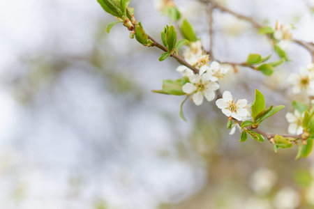 Spring flowering of trees on a blurred background.