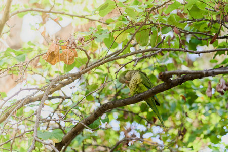Green parrot on a tree branch in the park