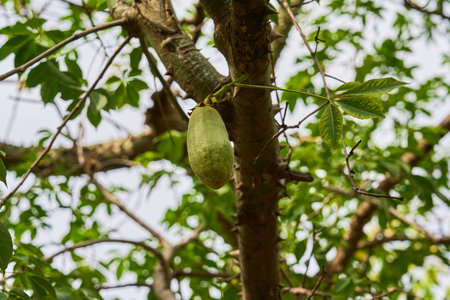 Green papaya fruit growing on a tree