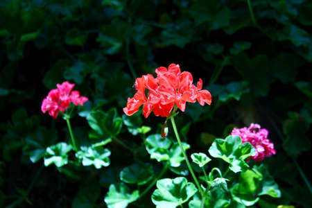 Purple and red geranium flowersの写真素材