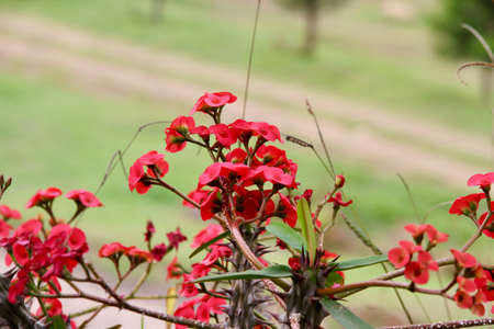 Purple and red flowers