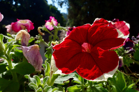 Detail of a large flower of red petals with white edges illuminated by the sun in a gardenの写真素材