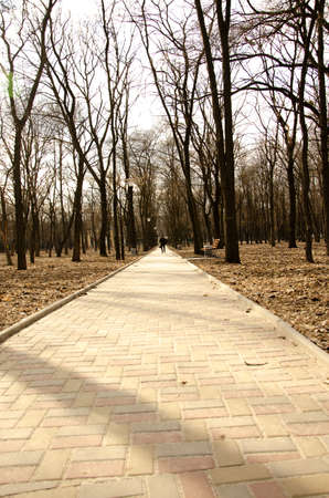 Alley in the natural park in the city center where people walk everydayのeditorial素材