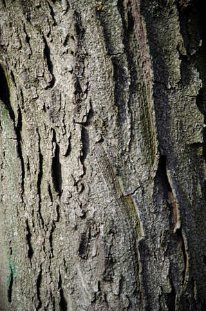 The texture of the tree, the bark in the park in the city center during the dayのeditorial素材