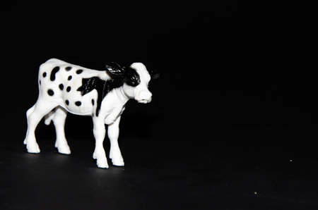 Plastic toy calf, cow. White in black spots on a black background. Realistic toy  Copy Spaceの写真素材