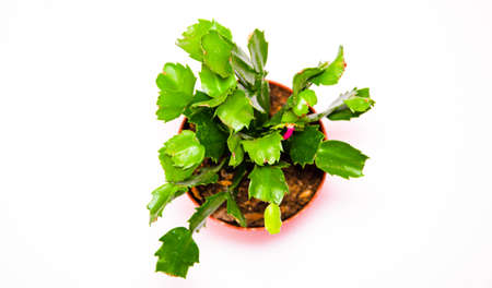 Cactus in a pot on a white background. Flat, smooth, needleless cactus in macro. Flower home. Cactus...